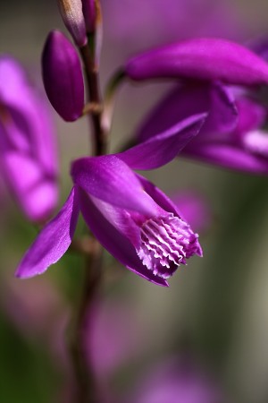 Japanese Orchid